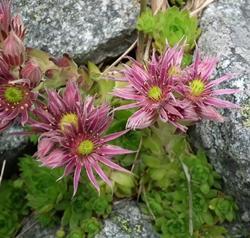 Piante grasse con fiore