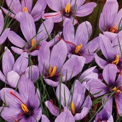 Crocus