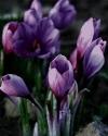 Crocus