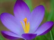 Crocus