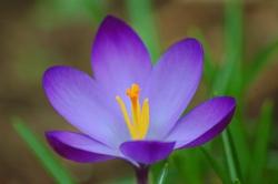 Crocus