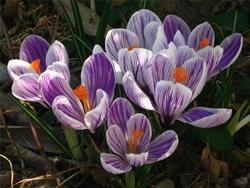 Crocus