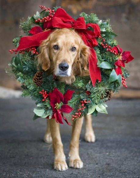 Il lato oscuro del Natale: animali addobbati