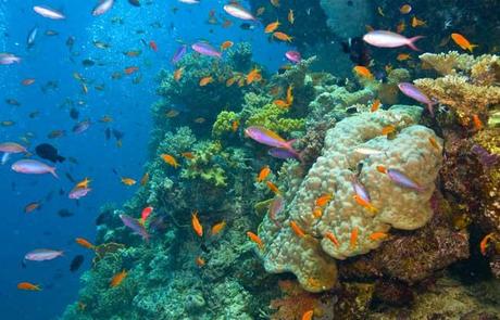 Allarme per i Coralli del Pacifico: scoloriscono a causa delle temperature