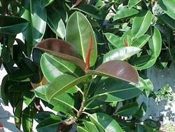 Ficus elastica