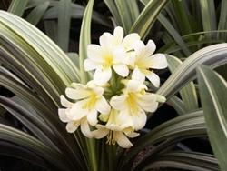 Clivia Solomone