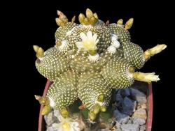 Cactus piante grasse