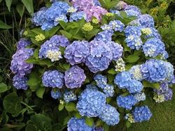 Pianta di Hydrangea hortensis