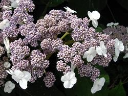 Pianta di Hydrangea sargentiana