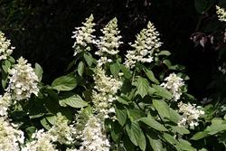 Pianta di Hydrangea paniculata