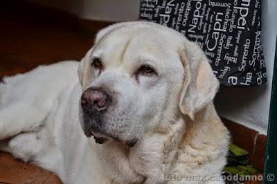 Napoleone : Buon Natale ai miei amici cani....del Pastiniello e Positano