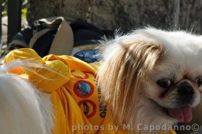 Napoleone : Buon Natale ai miei amici cani....del Pastiniello e Positano