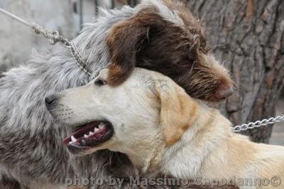 Napoleone : Buon Natale ai miei amici cani....del Pastiniello e Positano