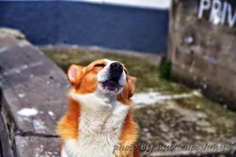 Napoleone : Buon Natale ai miei amici cani....del Pastiniello e Positano