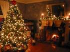 Natale e impronta ecologica: albero non si compra, si affitta