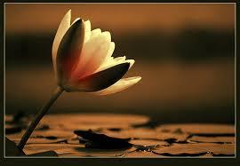 Cavour: incidente mortale. Morta Maria Damato di Beinasco