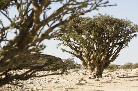 Arbres à encens (Boswellia sacra).