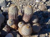 Cactus habitat