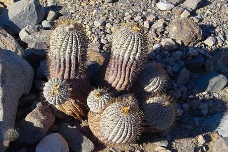 Cactus in habitat