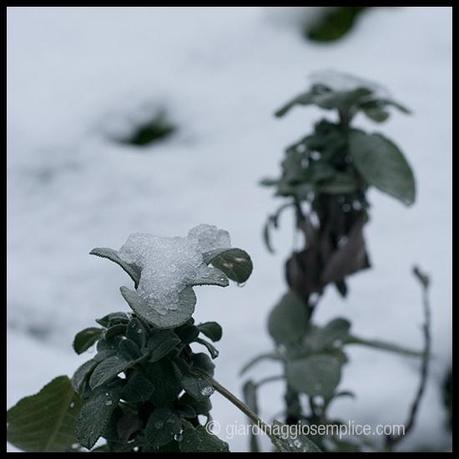 salvia con neve