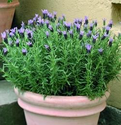 Lavanda stoechas in vaso