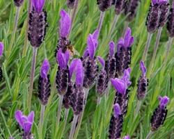 Spighe di lavanda stoechas