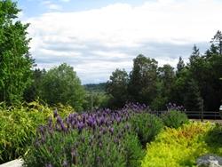 Giardino con Lavandula stoechas