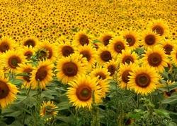 Coltivazione di girasoli