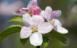 Fiori dell'albero di melo