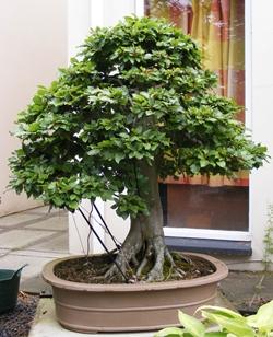 Bonsai faggio in estate