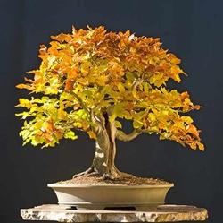 Bonsai faggio in autunno