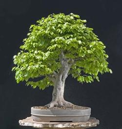 Bonsai faggio in primavera