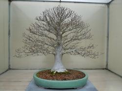 Bonsai faggio in inverno