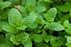 Menta Romana (Mentha spicata)