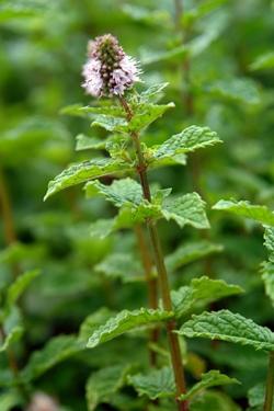 Fiori di menta romana