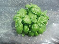 mazzetto di foglie di basilico