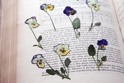 Fiori secchi pressati