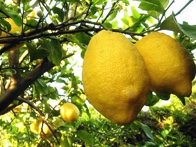 Proprietà olio essenziale di limone