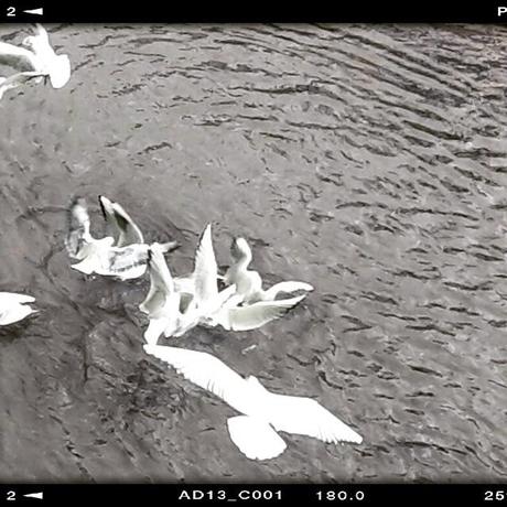 Sul fiume Adda – Canonica d'Adda #birds #river #nature #photooftheday #canonicadadda