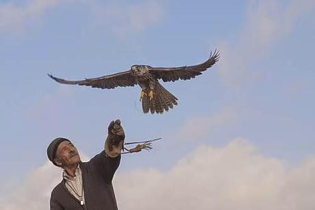 La falconeria