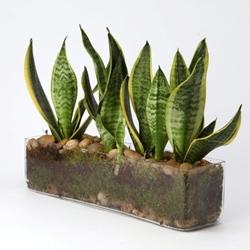 sanseveria2