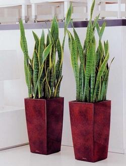 sanseveria1