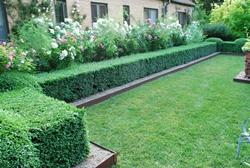 Una classica siepe di bosso
