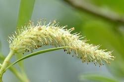 Dettaglio fogliame Salix alba.