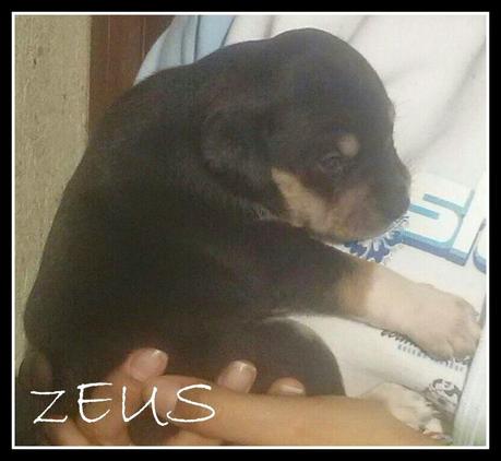 BENVENUTO ZEUS