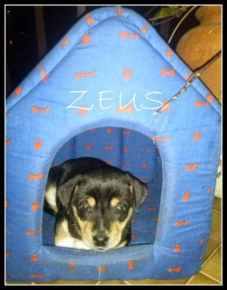 BENVENUTO ZEUS