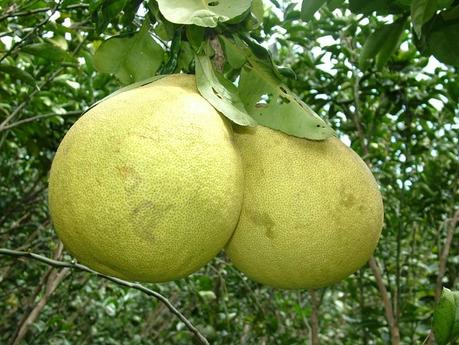 pomelo