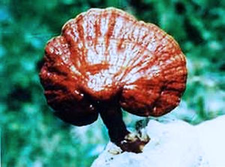 Reishi