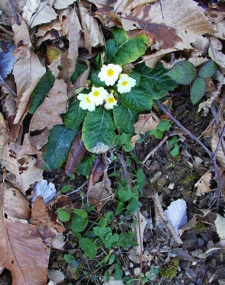 Da Crocefieschi a monte Maggio (GE)