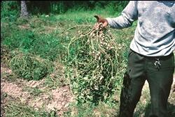 Pianta di arachidi appena sradicata dal terreno